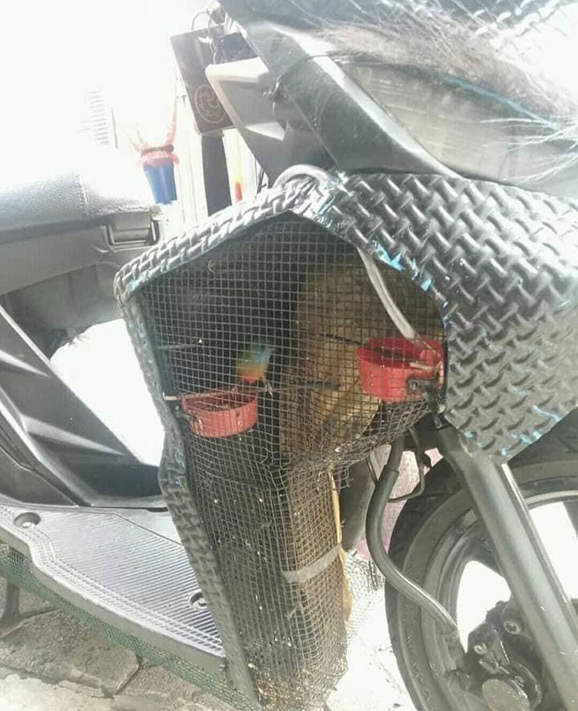 Kamu Nggak Bakal Percaya, 3 Hewan Ini Hidup di Motor